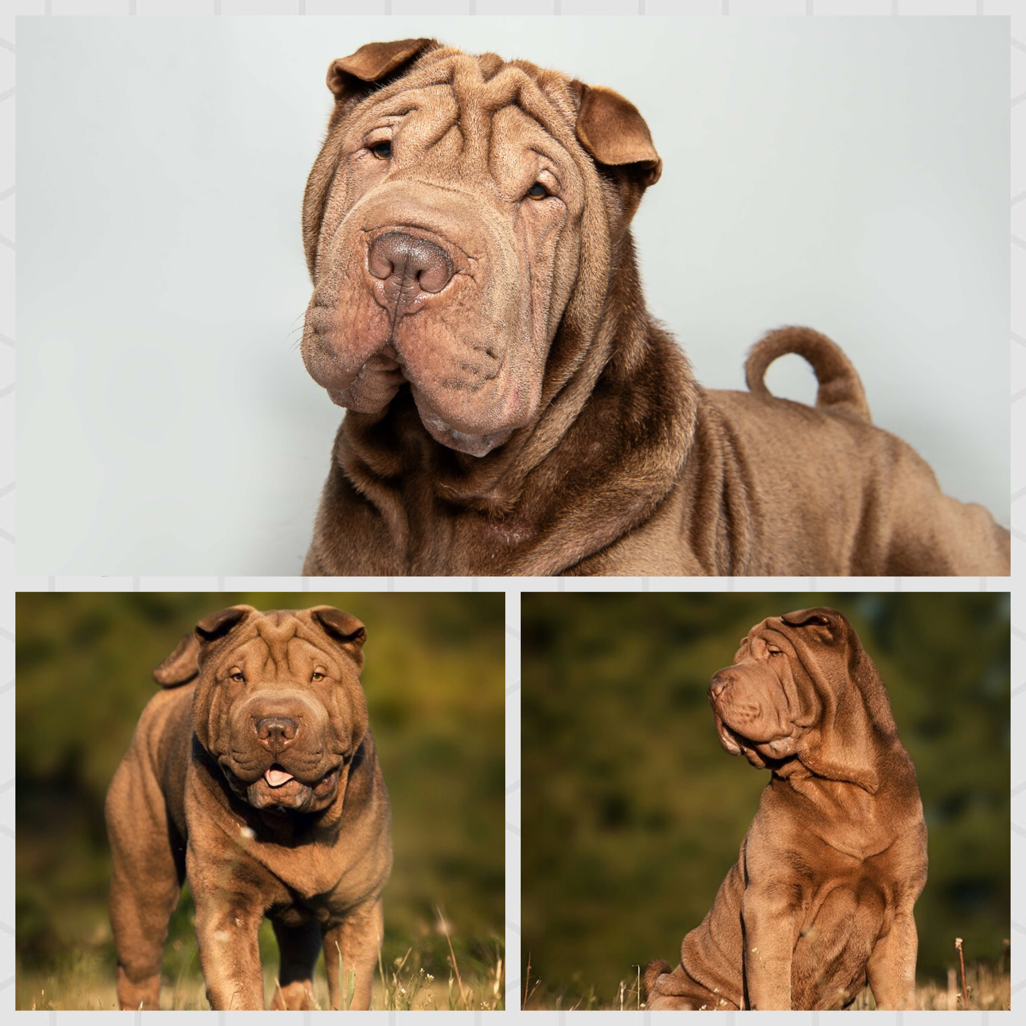 filou
