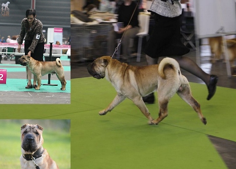 furorkoenigbarrymore